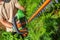 Garden Worker Shaping Thuja with Cordless Electric Hedge Trimmer