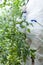 Garden worker spraying plants