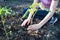 Garden Works. Young Woman Working in the Garden