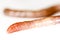 Garden worm isolated in white