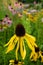 Garden: yellow black-eyed susan coneflowers