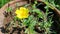 Garden yellow flower planted in a pot