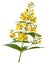 Garden Yellow Loosestrife