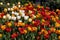 Garden of Yellow Orange and Red Tulips during Spring at Madison Square Park in New York City