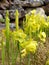 Garden: Yellow pitcher plant