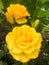 Garden yellow rose floribunda