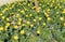 Garden with yellow tulips and myosotis alpestris flowers