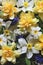 Garden yellow and white daffodils and other flowers as background