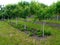 Garden of young apple trees with Bushes of strawberry from below