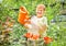 Gardener active senior elderly woman is watering flowers in the