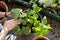 Gardener activity on the sunny balcony  -  repotting the plants Geranium, Pelargonium, pepper plants, squash seedlings and young