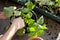 Gardener activity on the sunny balcony  -  repotting the plants Geranium, Pelargonium, pepper plants, squash seedlings and young