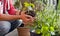 Gardener activity on the sunny balcony  -  repotting the plants Geranium, Pelargonium, pepper plants, squash seedlings and young