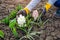 Gardener admires blooming hyacinths in spring garden. First flowers in blossom.