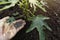 Gardener applying fertilizer plant food to soil for vegetable garden. Agriculture industry, development, economy and Investment