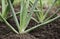 Gardener applying fertilizer plant food to soil for vegetable garden. Agriculture industry, development, economy and Investment