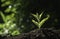 Gardener applying fertilizer plant food to soil for vegetable garden. Agriculture industry, development, economy and Investment