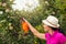 Gardener applying an insecticide/a fertilizer to his fruit shrub