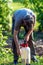 Gardener applying an insecticide fertilizer to his fruit shrubs