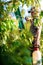 Gardener applying an insecticide fertilizer to his fruit shrubs