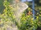 Gardener applying an insecticide fertilizer to his fruit shrubs