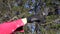 Gardener in black gloves pruning apple tree in spring