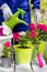 A gardener in blue overalls is watering beautiful flowers in light green pots. Spring work in the home garden.  Pink and white