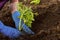 Gardener in blue rubber gloves is planting tomato seedling in soil