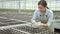 Gardener cares for plants removes weeds of small pots of lettuce in greenhouse. Shot from path between growing vegetable