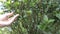 A gardener caring for a laurel in a botanical garden.