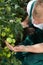 Gardener caring about tomatoes