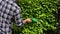 Gardener in a checked shirt shaping bushes with electric mower in the garden.