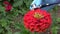 Gardener checking beautiful flower zinnia health with stethoscope.