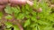 Gardener Checking Organic Vegetables in Garden