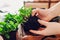 Gardener checking root system of cuttings. Propagation of bigleaf hydrangeas. Transplanting plants at home