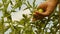 Gardener checks a tomato crop on a farm plantation close-up. Tomato fruit in greenhouse. agricultural business. Farmer`s