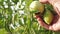 Gardener checks a tomato crop on a farm plantation close-up. Tomato fruit in greenhouse. agricultural business. Farmer`s