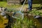 Gardener cleans pond with a net, swimming pond with flowering sh