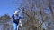 Gardener climbing on ladder and pruning apple tree branches with clippers