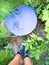 Gardener with collected blueberries.