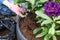 Gardener is covering flowering purple color rhododendron shrub roots with soil in pot on terrace, rhododendron growing concept