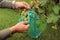 Gardener covers green grape bunches in protective bags to protect them from damage by wasps and birds.
