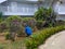 Gardener at a Cuban hotel in overalls tends to flowers and plants on site.Cayo Coco, Cuba