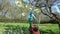 Gardener cut lawn with grass mower in spring garden. 4K