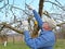 The gardener cuts apple-tree branches with secateurs. Spring works in a garden