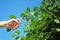 Gardener cuts a branch of plum tree