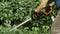 Gardener cuts electric scissors bush in garden of dern variegated