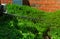 Gardener cuts a hedge with a hedge trimmer