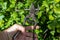 A gardener cuts off currant or agrus branches with a pruner in the garden. Cleaning or caring for vegetable gardens