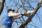 Gardener cuts out fruit tree with chainsaw. Sawdust flies as a man cuts a tree